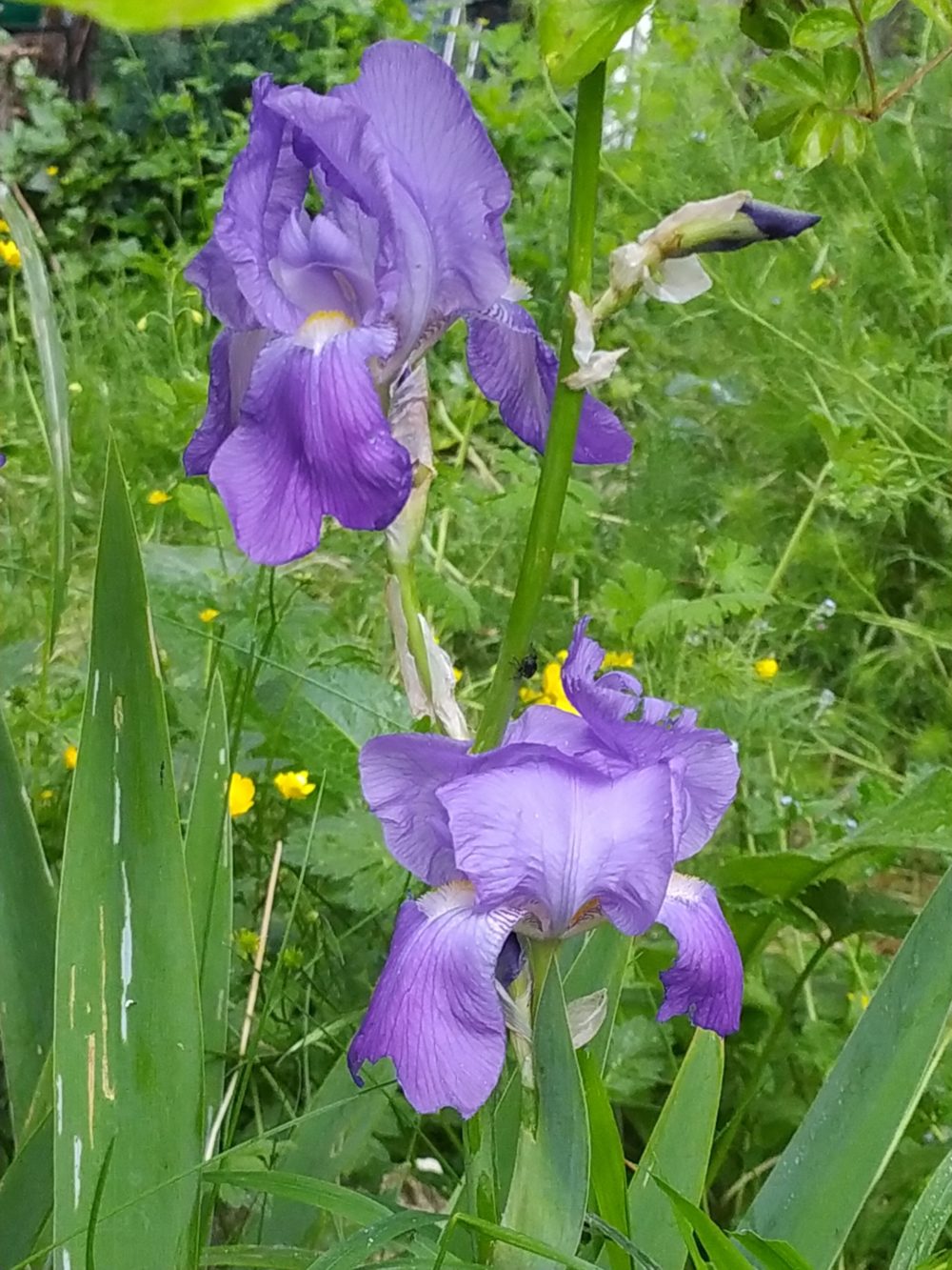 Fleurs