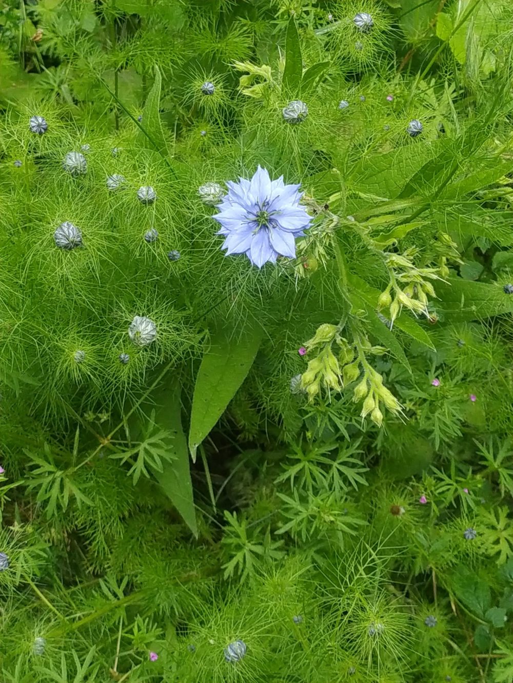Fleurs Fleurs