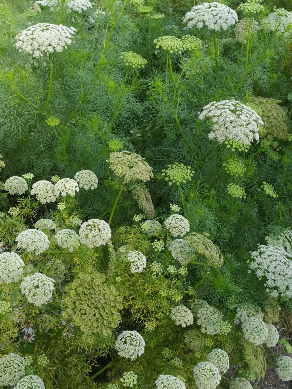 Fleurs Fleurs