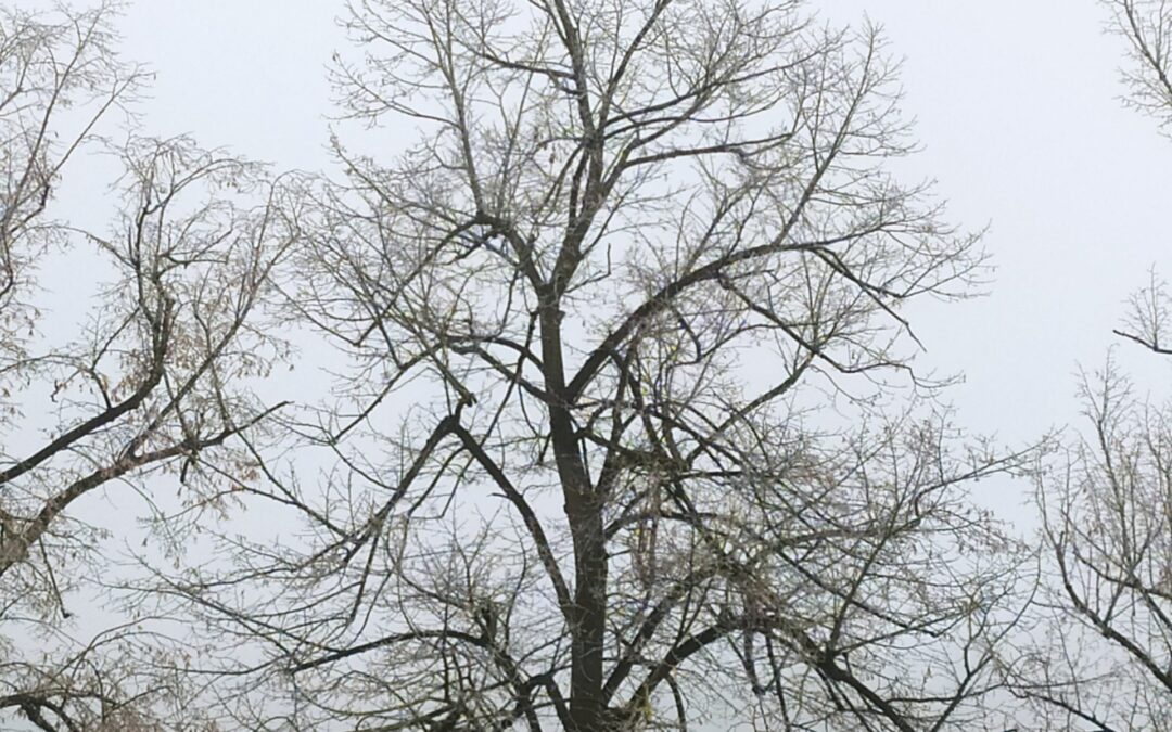 Les dimanches chantés à Évreux, 8 février 2026
