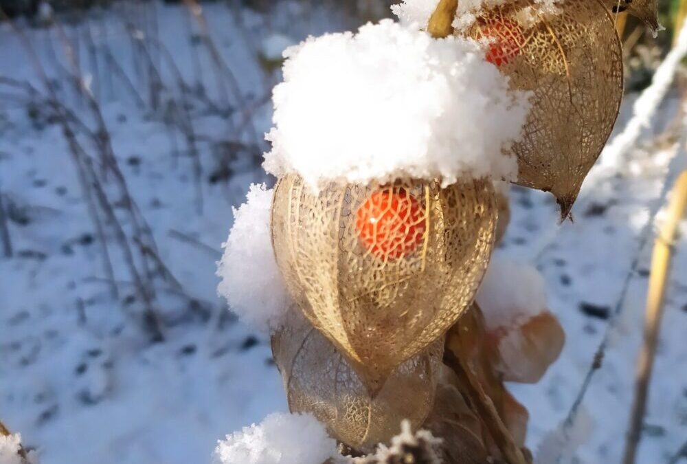 Les dimanches chantés, à Vernon 18 janvier 26